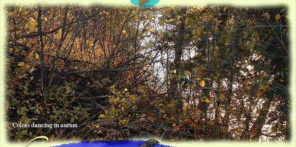 Trees ablaze in color saturate the wildlife migration open space